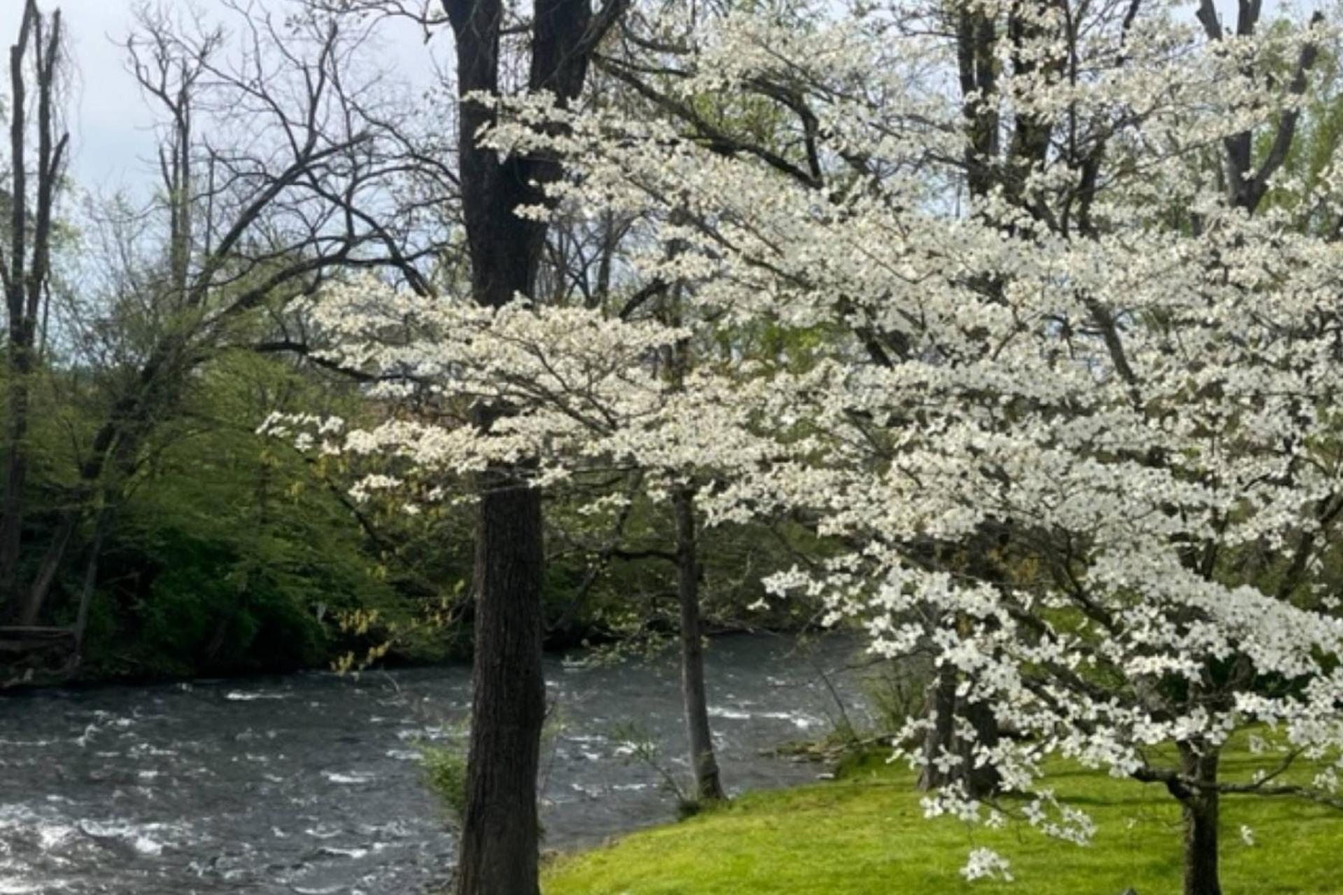 Mill Stream Cottage Pigeon Forge Bagian luar foto