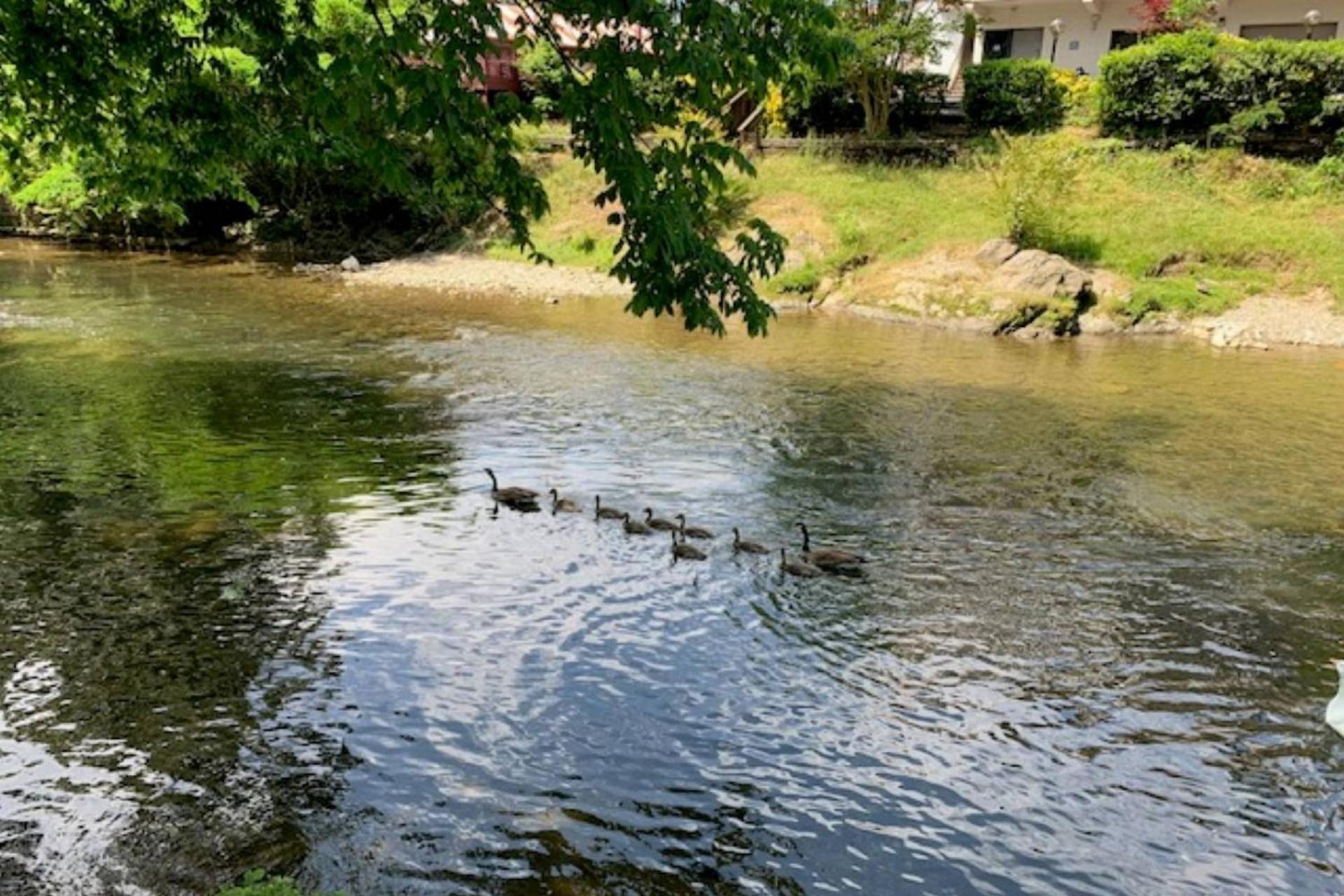 Mill Stream Cottage Pigeon Forge Bagian luar foto